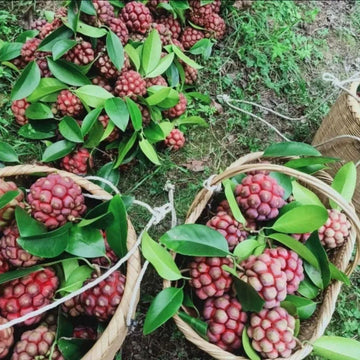AI Devil Fruit Seeds PACK OF 2