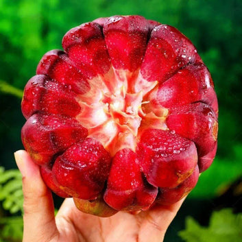 AI Devil Fruit Seeds PACK OF 2