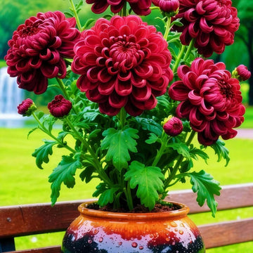 AI Double-Petal Chrysanthemums Seeds and 100 grams Organic Pot Mix PACK 2