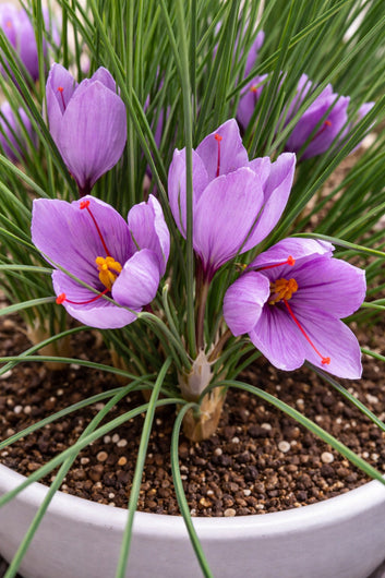 Saffron Bulbs—Gold in the Flower Seed pack of 2