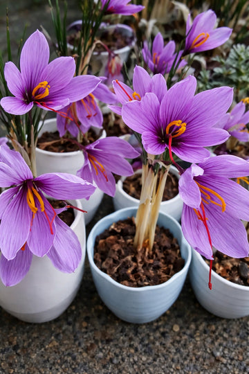 Saffron Bulbs—Gold in the Flower Seed pack of 2