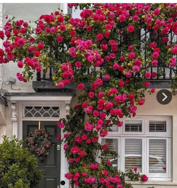 elegant climbing rose flower seeds pack 2(100 seeds)